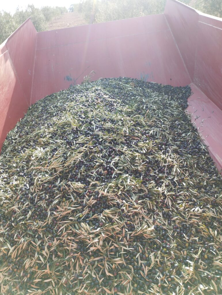 productores de aceite